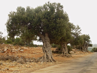 Roadside olive trees