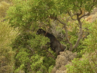 A goat on a bush