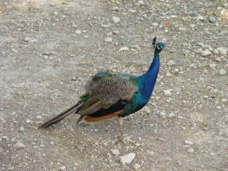 A peafowl at the entrance
