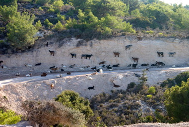 Goats on a rock