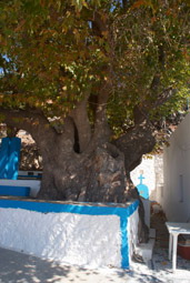 The Monastery of Saint John, the plane tree