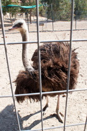 At the Ostrich Farm