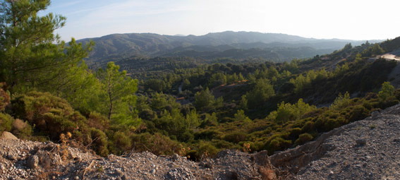 A forest near Eleousa