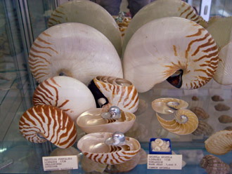 Benitses, the Shell Museum