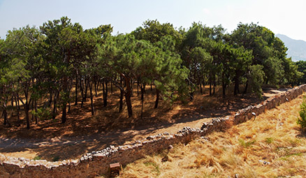 Лес перед крепостью