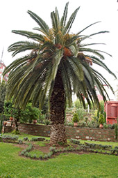 Пальма во дворе церкви