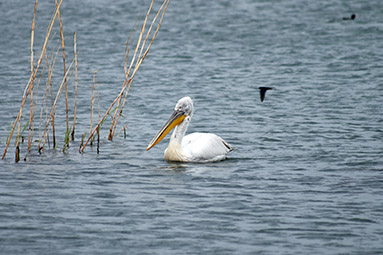 Озеро Вегоритида, пеликан