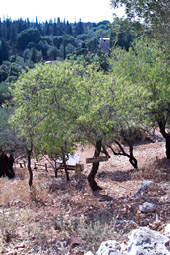 Парк Аскос, миндальное дерево